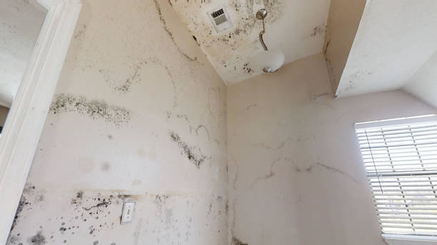 Professional Mold Removal in Vine Grove, KY