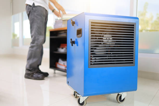 Best Black Mold Removal  in Vine Grove, KY