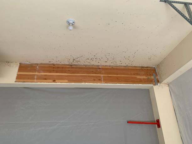 Best Basement Mold Removal  in Vine Grove, KY