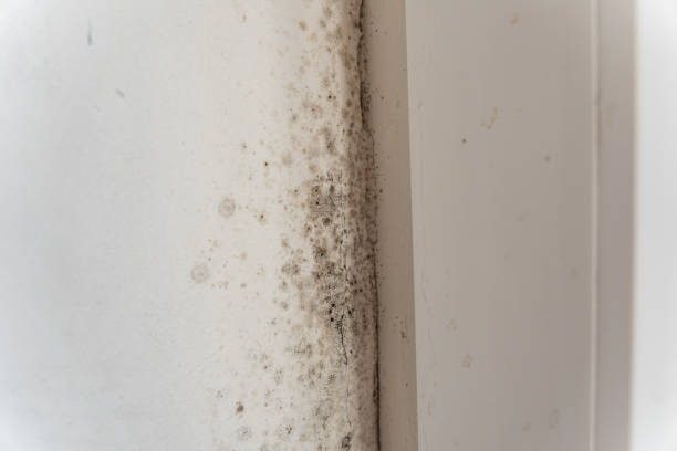 Mold Documentation for Insurance Claims in Vine Grove, KY