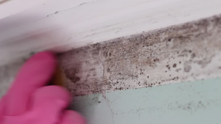 Best Water Damage & Mold Remediation  in Vine Grove, KY